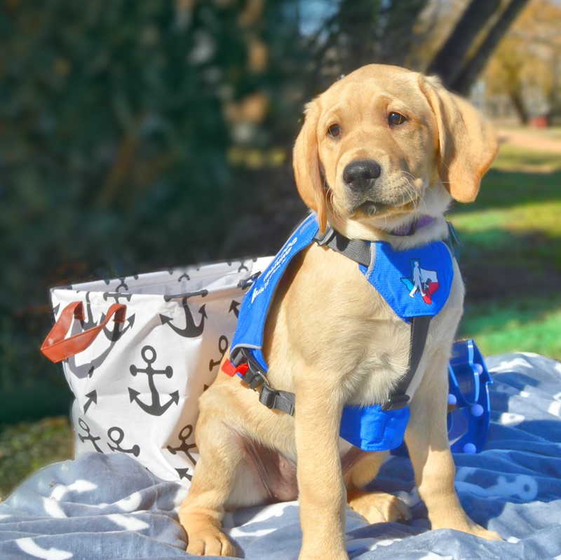 A yellow lab puppy posing in his guiding gear