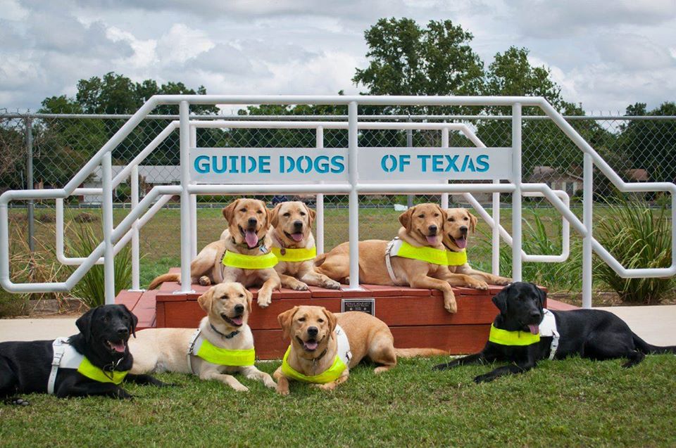 A mixed group of guide dogs posing like a winning sports team on a field. the banner behind them reads: Guide Dogs of Texas
