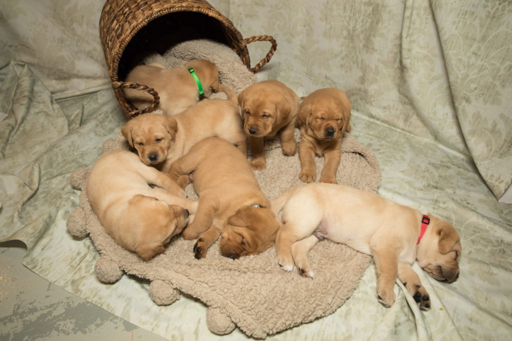 A litter of young Yellow Labrador Retriever puppies spilling out of a basket onto a fluffy blanket.